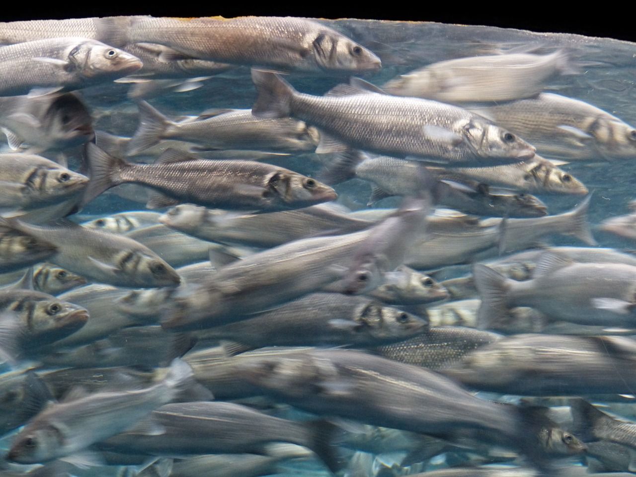 咸寧觀賞魚市場棄草投湖