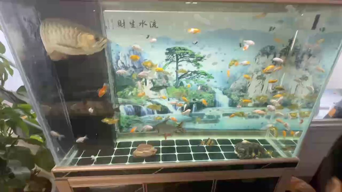 今天喂小魚