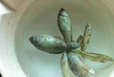 鬼王雷龍魚需要多大的魚缸（關(guān)于鬼王雷龍魚的問題）
