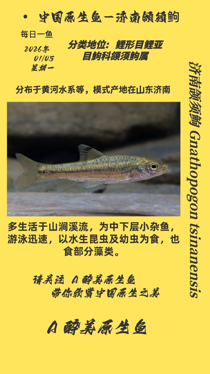 濟(jì)南頜須