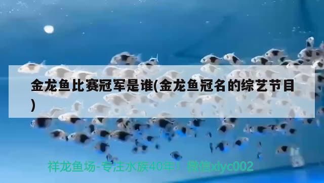 金龍魚(yú)比賽冠軍是誰(shuí)(金龍魚(yú)冠名的綜藝節(jié)目)