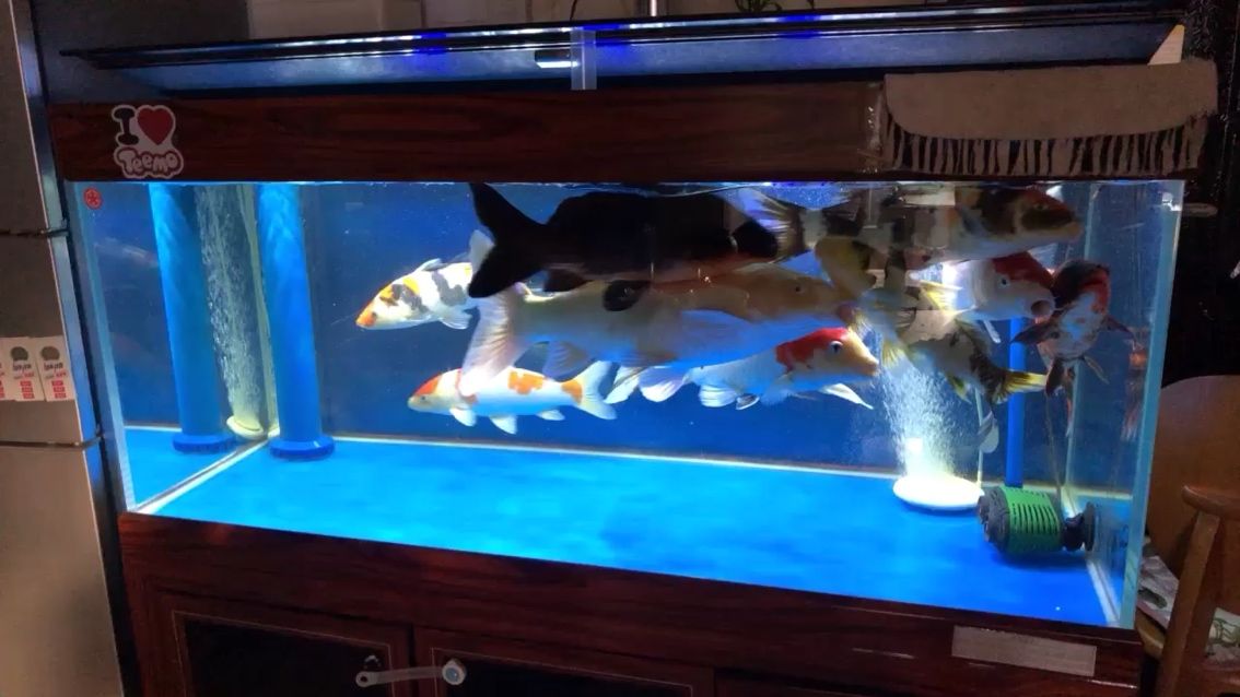 缸小魚大錦鯉圈