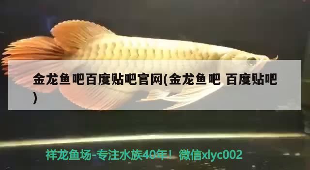金龍魚(yú)吧百度貼吧官網(wǎng)(金龍魚(yú)吧百度貼吧)