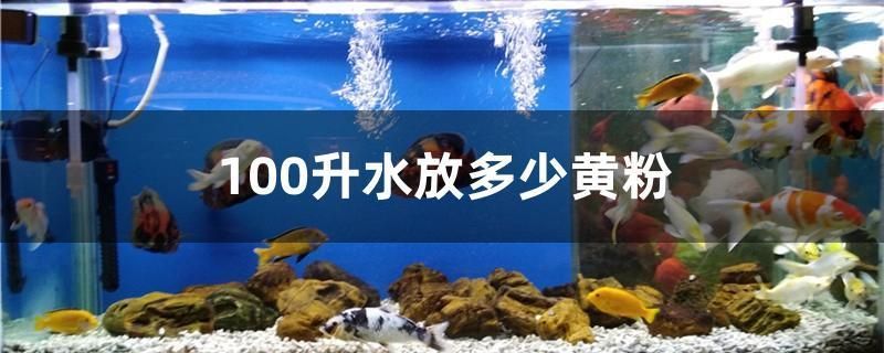 什么雷龍可以跟金龍魚混養呢（什么雷龍可以跟金龍魚混養呢）