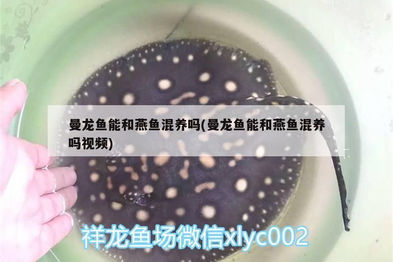 曼龍魚能和燕魚混養(yǎng)嗎(曼龍魚能和燕魚混養(yǎng)嗎視頻)