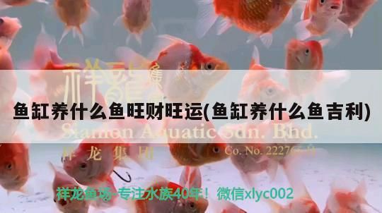 魚缸養什么魚旺財旺運(魚缸養什么魚<strong><mark>吉利</mark></strong>)