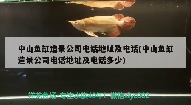 中山魚缸造景公司電話地址及電話(中山魚缸造景公司電話地址及電話多少)