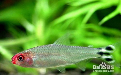 龍魚缸適合養(yǎng)什么魚好(龍魚缸適合養(yǎng)什么魚好呢)