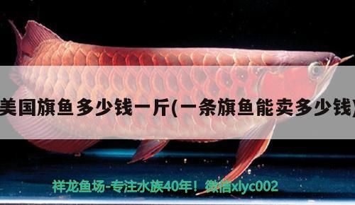 美國旗魚多少錢一斤(一條旗魚能賣多少錢)
