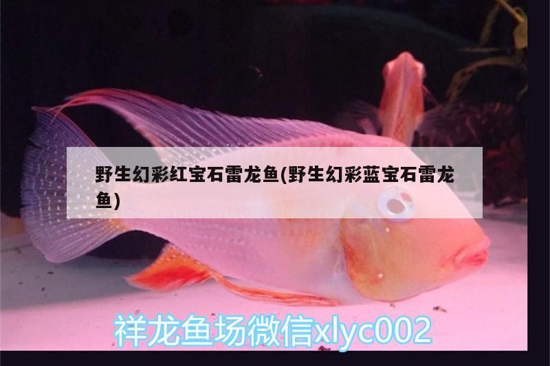 野生幻彩紅寶石雷龍魚(野生幻彩藍寶石雷龍魚)