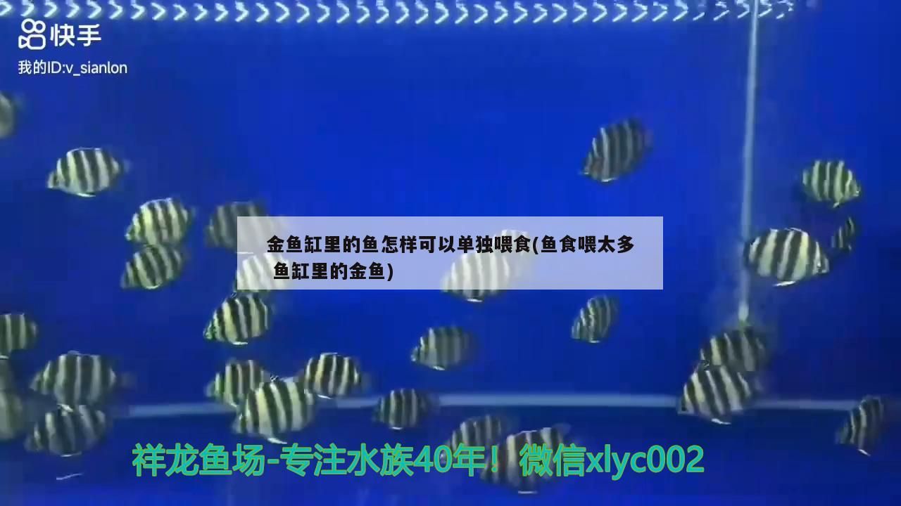 水清魚靚！