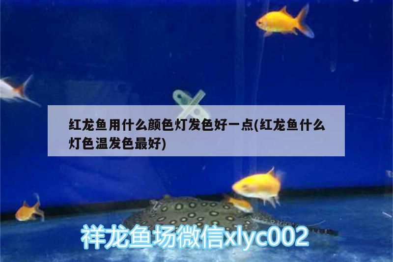 怎么讓銀龍魚長不大（60CM的魚缸能養銀龍嗎）