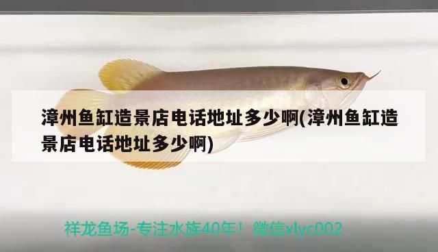 漳州魚缸造景店電話地址多少啊(漳州魚缸造景店電話地址多少啊)