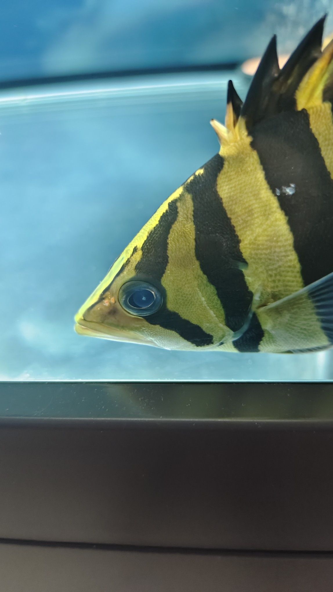 請教大家一下看看這魚是不是蒙眼了