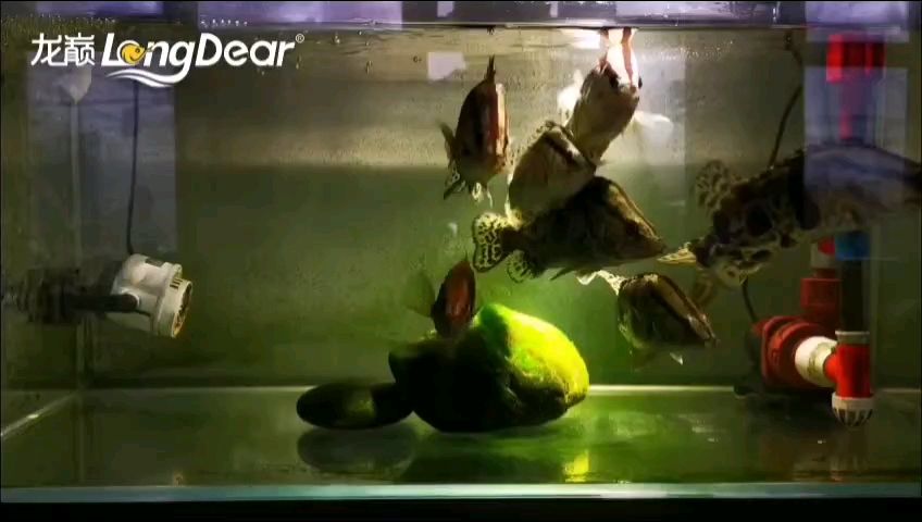 轉(zhuǎn)發(fā)963 龍魚論壇 轉(zhuǎn)發(fā)963 轉(zhuǎn)發(fā)963 龍魚論壇