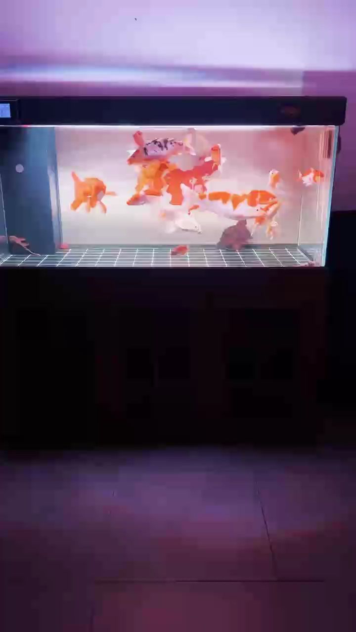 有朝一日魚得水 定一帆風順。