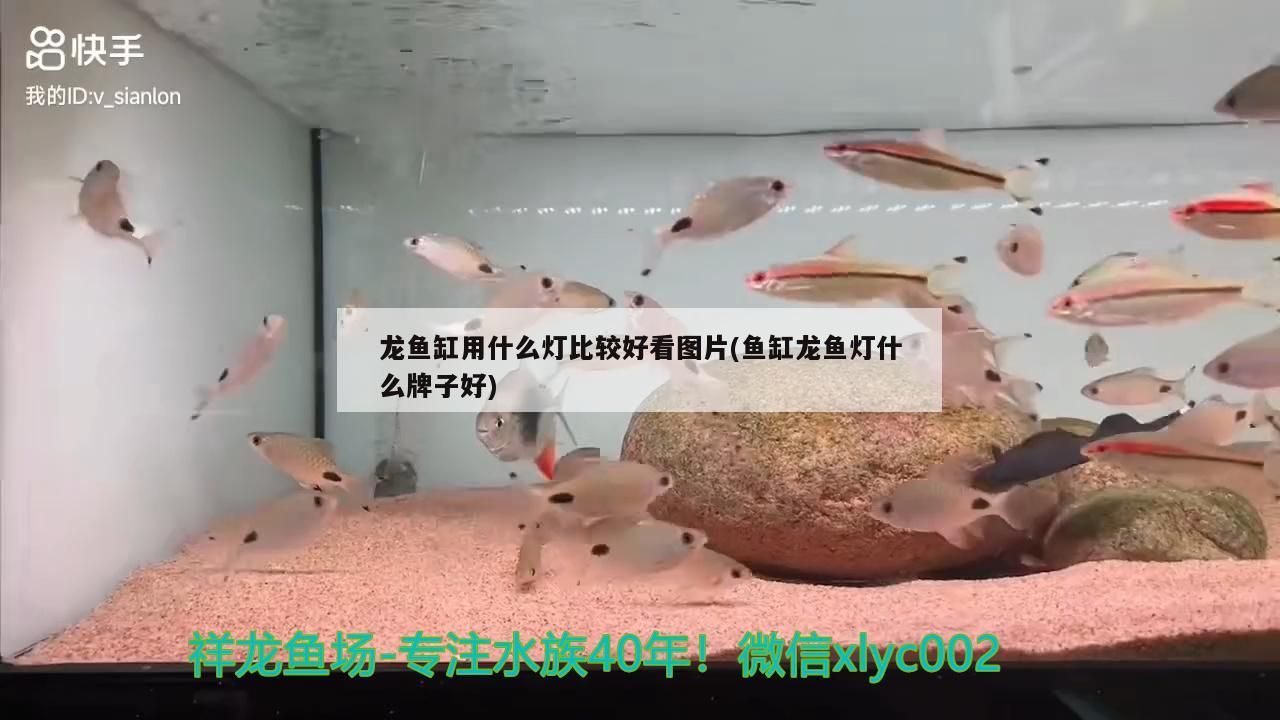 魚缸過濾器選購指南:自制魚缸過濾器魚缸上置過濾器對于養魚愛好者的必備知識 龍魚缸用什么燈比較好看圖片(魚缸龍魚燈什么牌子好) 觀賞魚百科 龍魚缸用什么燈比較好看圖片(魚缸龍魚燈什么牌子好) 龍魚缸用什么燈比較好看圖片(魚缸龍魚燈什么牌子好) 觀賞魚百科