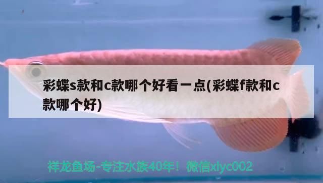 彩蝶s款和c款哪個好看一點(彩蝶f款和c款哪個好)