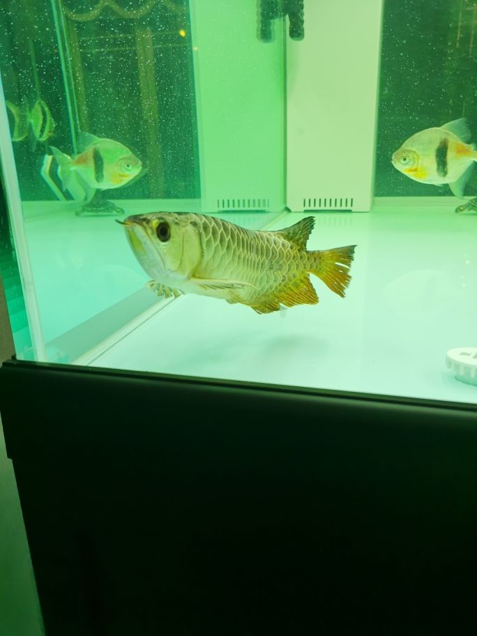 小龍到家一周了不吃東西 小龍到家一周了不吃東西 觀賞魚百科 第1張