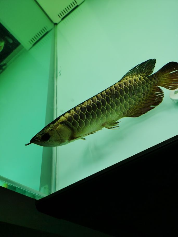 小龍到家一周了不吃東西 小龍到家一周了不吃東西 觀賞魚百科 第2張