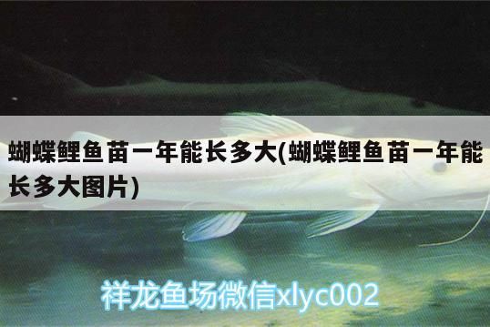 蝴蝶鯉魚苗一年能長多大(蝴蝶鯉魚苗一年能長多大圖片)
