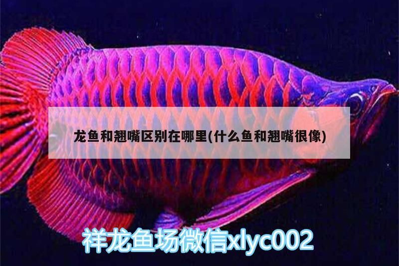 龍魚和翹嘴區別在哪里(什么魚和翹嘴很像)