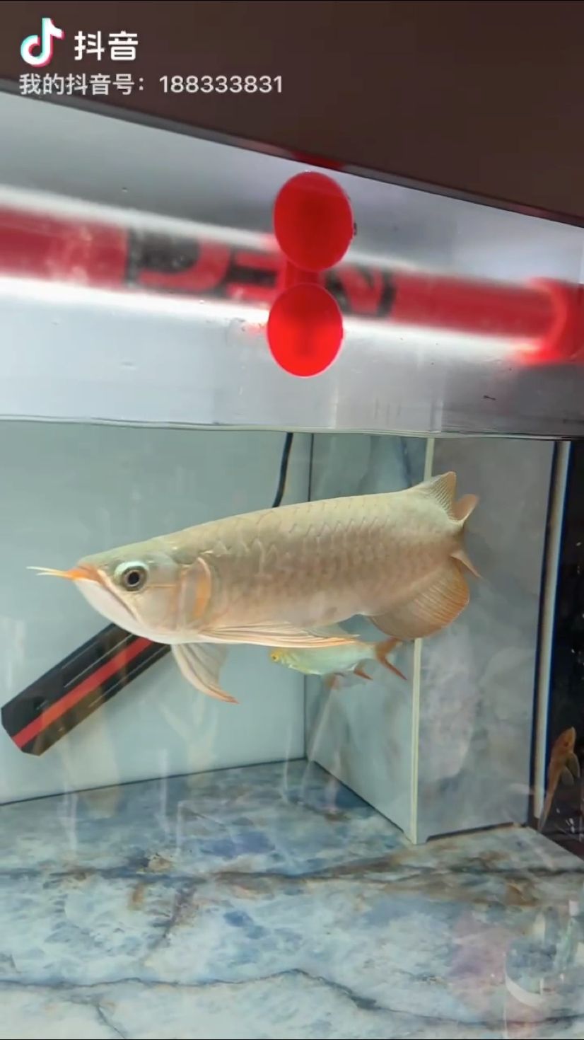 龍魚怕什么 換個(gè)燈光。 龍魚論壇 換個(gè)燈光。 換個(gè)燈光。 龍魚論壇