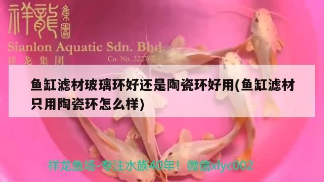 原神紅龍魚吃什么魚餌及原神紅龍魚用什么魚餌紅龍魚用什么魚餌，原神紅龍魚吃什么魚餌