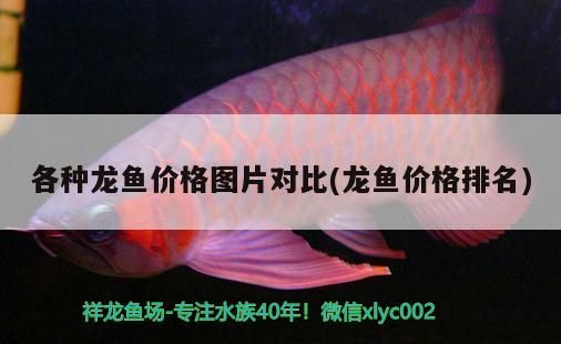 各種龍魚價(jià)格圖片對(duì)比(龍魚價(jià)格排名)