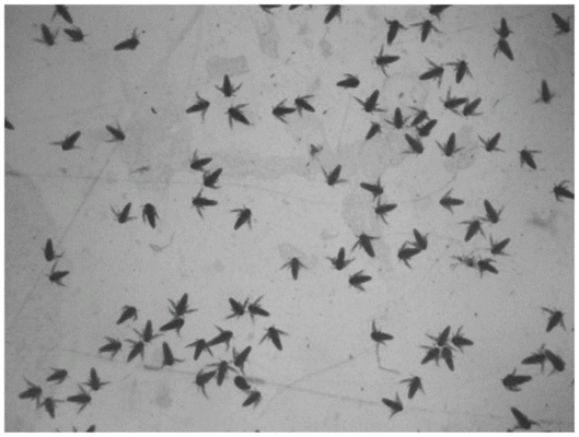 龍魚水中毒后應該怎么辦，龍魚水中毒后應該怎么辦？