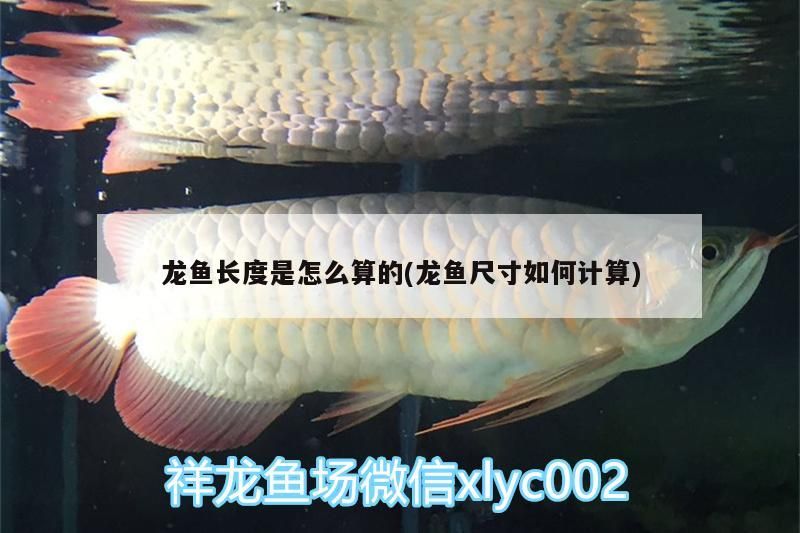 龍魚長(zhǎng)度是怎么算的(龍魚尺寸如何計(jì)算)