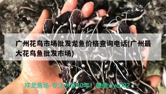 廣州花鳥市場(chǎng)批發(fā)龍魚價(jià)格查詢電話(廣州最大花鳥魚批發(fā)市場(chǎng))