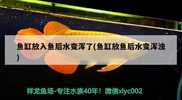 誰有龍魚純玩家群