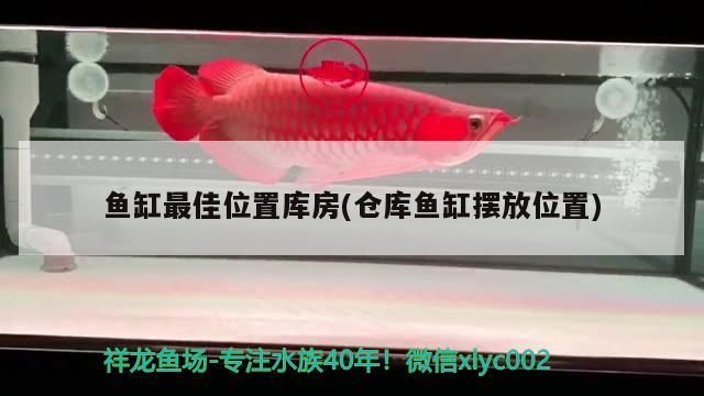 魚缸最佳位置庫(kù)房(倉(cāng)庫(kù)魚缸擺放位置)