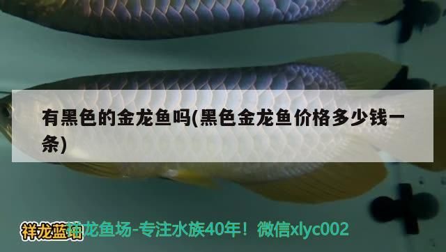 有黑色的金龍魚(yú)嗎(黑色金龍魚(yú)價(jià)格多少錢一條)