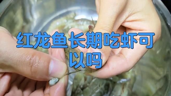 紅龍魚主食喂什么最好