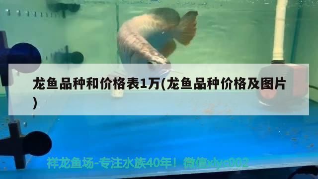 龍魚品種和價(jià)格表1萬(wàn)(龍魚品種價(jià)格及圖片)
