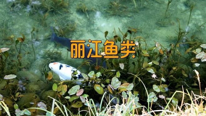 麗江十大名魚