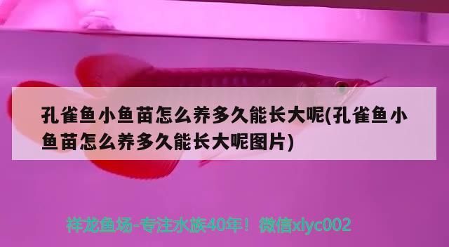 過背金龍和血紅龍哪個更稀有?,《魔獸世界》史上最貴的觀賞魚,過背金龍和血紅龍各有特色 龍魚百科 第2張 過背金龍和血紅龍哪個更稀有?,《魔獸世界》史上最貴的觀賞魚,過背金龍和血紅龍各有特色 過背金龍和血紅龍哪個更稀有?,《魔獸世界》史上最貴的觀賞魚,過背金龍和血紅龍各有特色 龍魚百科 第2張