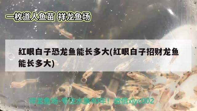 紅眼白子恐龍魚能長多大(紅眼白子招財龍魚能長多大) 紅眼白子恐龍魚能長多大(紅眼白子招財龍魚能長多大) 觀賞魚百科