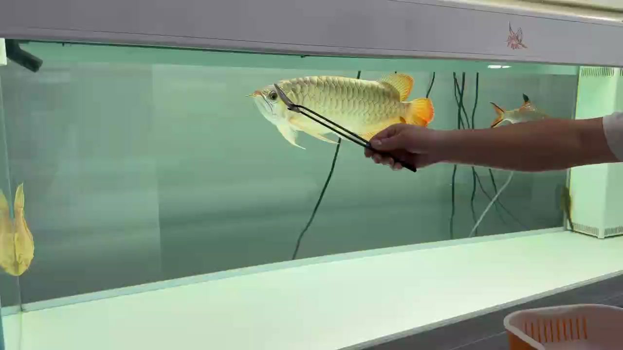 高端龍魚和黃<strong><mark>河口</mark></strong>速凍魚食更配哦