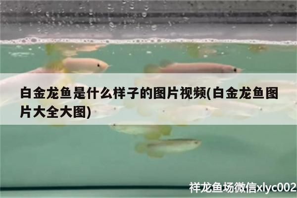 白金龍魚是什么樣子的圖片視頻(白金龍魚圖片大全大圖)