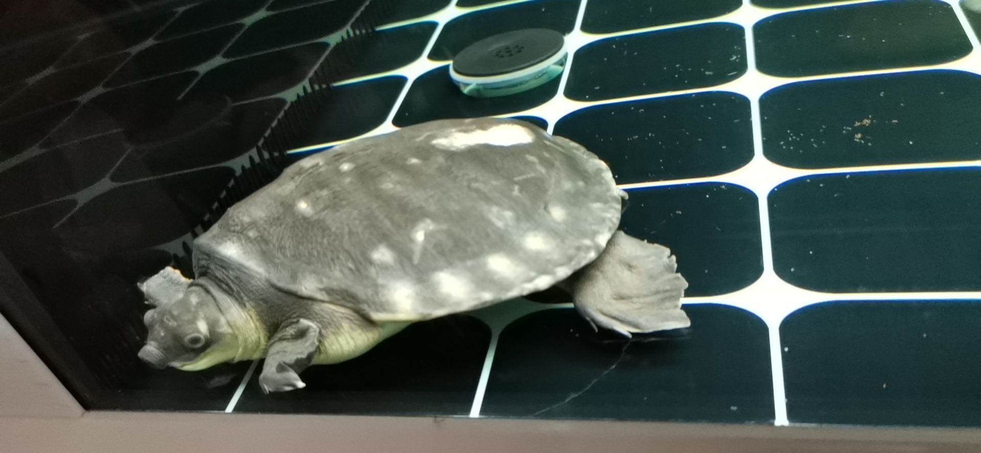 大帆女王會吸魚不