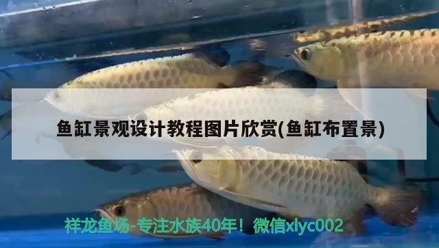 魚缸景觀設(shè)計教程圖片欣賞(魚缸布置景)