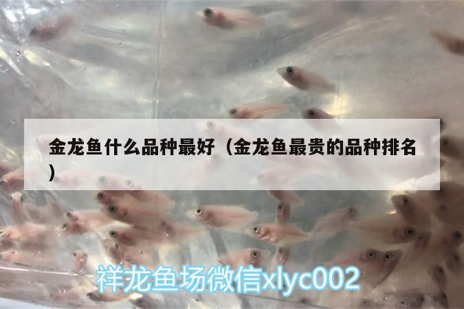 金龍魚什么品種最好（金龍魚最貴的品種排名）