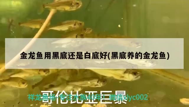 防城港水族批發市場在哪里啊最近有沒有（防城港水族批發市場在哪里啊最近有沒有賣海鮮的）