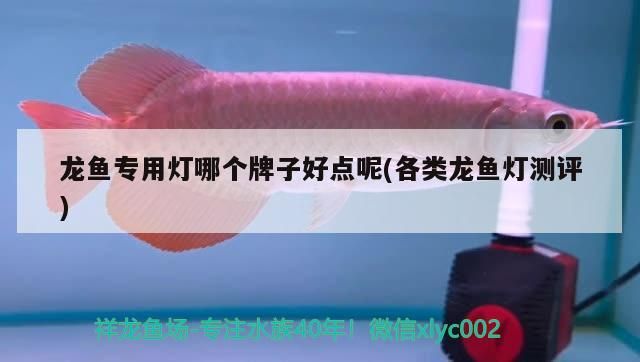 龍魚專用燈哪個牌子好點呢(各類龍魚燈測評)