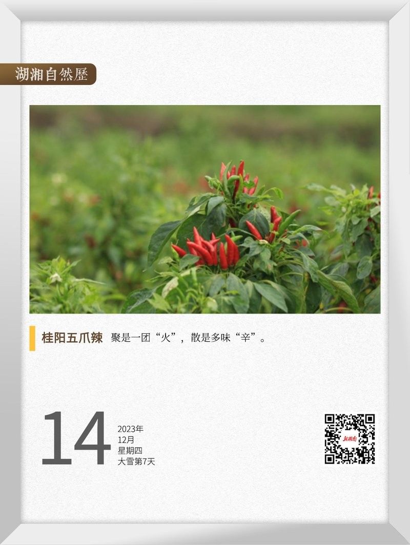 桂陽朝天龍香辣鴨