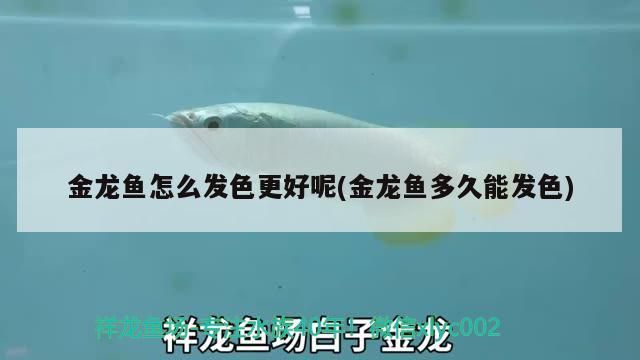 過背金龍魚 金龍魚怎么發(fā)色更好呢(金龍魚多久能發(fā)色) 觀賞魚百科 金龍魚怎么發(fā)色更好呢(金龍魚多久能發(fā)色) 金龍魚怎么發(fā)色更好呢(金龍魚多久能發(fā)色) 觀賞魚百科