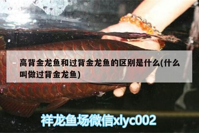 高背金龍魚和過背金龍魚的區別是什么(什么叫做過背金龍魚)